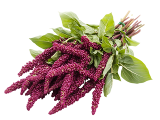 Bunch of Chinese Amaranth Vegetables