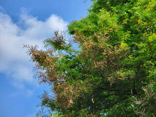 tree in the forest sunlight , natural green glow leaves plant summer park 