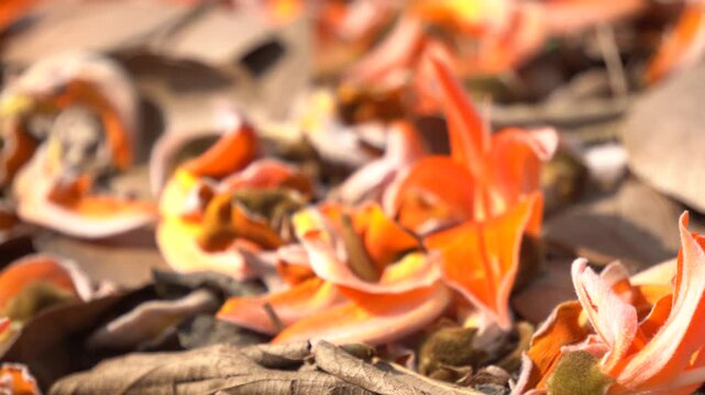 Butea monosperma flowers. It is a  species of&nbsp;Butea&nbsp;native. It is used for timber, resin, fodder, medicine, and dye. Its other names flame of the forest,&nbsp;and&nbsp;bastard teak. Orange Palas flower.