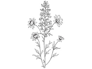 Liatris Line Art Illustration