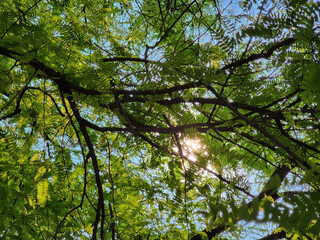 sunlight tree in the forest, natural green glow leaves plant summer park 