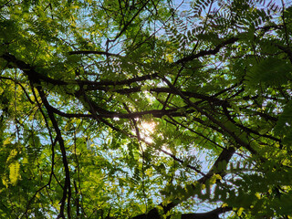 sunlight tree in the forest, natural green glow leaves plant summer park 