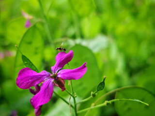Small fly perched on a vibrant purple flower in a green meadow.