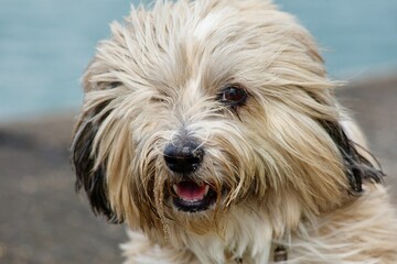 portrait of a dog one eye Tibetan terrier