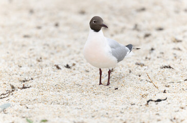 Laughing Gull Chroicocephalus ridibundus in Brittnay, France