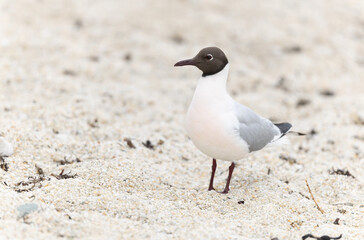 Laughing Gull Chroicocephalus ridibundus in Brittnay, France