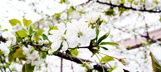 Caution Sign - Allergy Season Ahead, Pollen