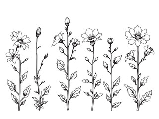 Moonflower vector line art illustration