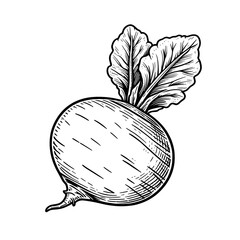 Rutabaga minimalist black and white Vegetable silhouette drawing vector illustration