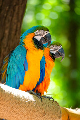 blue and yellow macaw