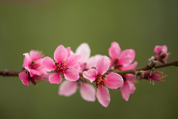 Blooming peach branch with pink flowers on green blurred background in garden, close up
