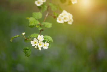 Blooming branch of hawthorn with white flowers on green blurred background in sunlight outdoors, selective focus
