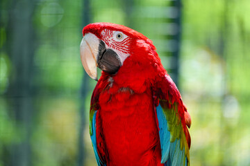 red and yellow macaw
