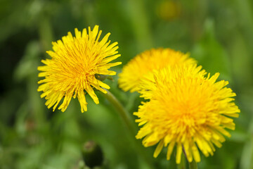 Blooming dandelion, spring flower in green grass. Meadow with dandelions