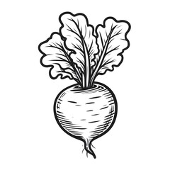 Beets minimalist black and white Vegetable silhouette drawing vector illustration