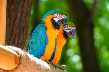 blue and yellow macaw ara