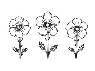 Nicotiana vector line art illustration