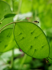 Small insect on a green translucent leaf in a vibrant natural setting, close-up photography.