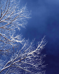 Snowy Tree Branches Against a Dark Blue Winter Sky