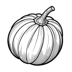 Acorn Squash minimalist black and white Vegetable silhouette drawing vector illustration