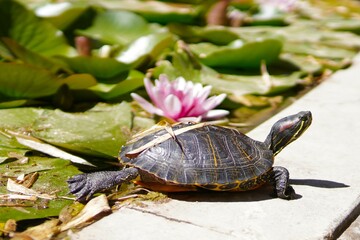 Obraz premium Turtle in the sun, pink water lilies on a pond. A pond with pink water lilies and an adult turtle basking in the sun, stretching out its back leg and raising its neck.