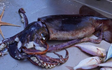 A freshly caught giant squid at a seafood market. The enormous cephalopod weighs more than 15 kilograms.