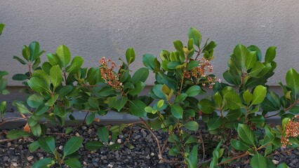 happy small green plant