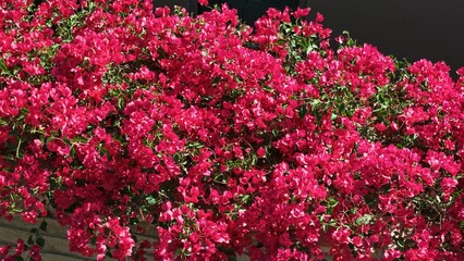 blooming pink flowers