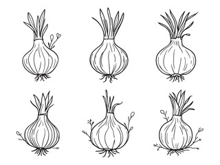 Onion vector line art illustration