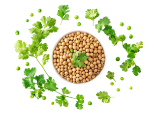  Coriander Seeds Fresh from the Garde