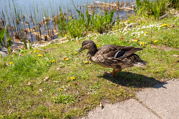 Weibliche Ente an einem Ufer am See im Sommer