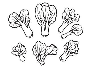 Pak choi vector line art illustration