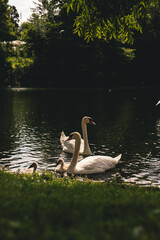 family of white swans swims on a lake in a park with green trees.