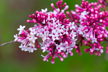 Close-up of beautiful red pink blossom of Syringa pubescens Turcz. bush on a spring morning at terrace of apartment building. Photo taken April 27th, 2025, Zurich Schwamendingen, Switzerland.
