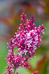 Close-up of beautiful red pink blossom of Syringa pubescens Turcz. bush on a spring morning at terrace of apartment building. Photo taken April 27th, 2025, Zurich Schwamendingen, Switzerland.