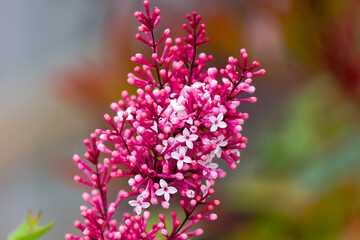 Close-up of beautiful red pink blossom of Syringa pubescens Turcz. bush on a spring morning at terrace of apartment building. Photo taken April 27th, 2025, Zurich Schwamendingen, Switzerland.