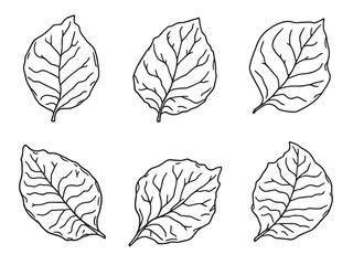 Passion Vine Leaf vector line art illustration