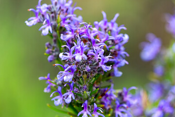 Close-up of purple blossoms of rosemary bush at garden at Swiss City of Zürich on a spring morning. Photo taken April 27th, 2025, Zurich Schwamendingen, Switzerland.