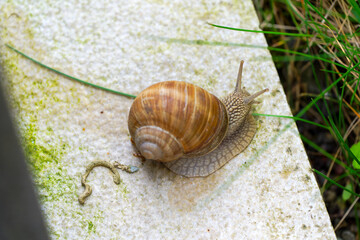 Close-up of grapevine snail at garden at Swiss City of Zürich on a spring morning. Photo taken April 27th, 2025, Zurich Schwamendingen, Switzerland.                               