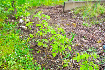 Close-up of beautiful raspberry bushes on a spring morning at terrace of apartment building. Photo taken April 27th, 2025, Zurich Schwamendingen, Switzerland.