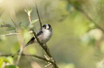 Long-tailed Tit Aegithalos caudatus europaeus from Brittany, France in close view