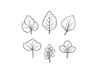 Pennywort Leaf vector line art illustration