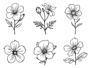 Periwinkle vector line art illustration