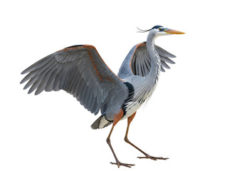 Obraz premium Majestic Heron Bird Standing with Open Wings on Transparent Background