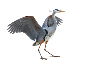 Majestic Heron Bird Standing with Open Wings on Transparent Background


