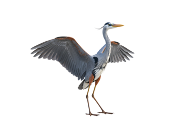 Heron Bird Spreading Wings on Transparent Background

