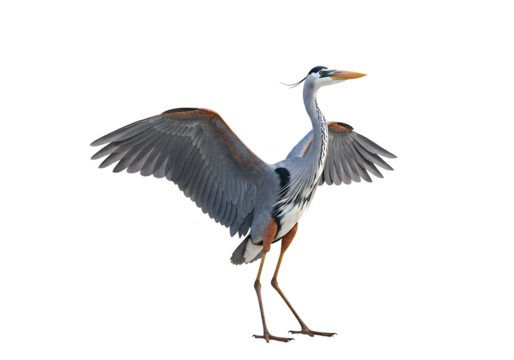 Heron Bird Spreading Wings on Transparent Background

