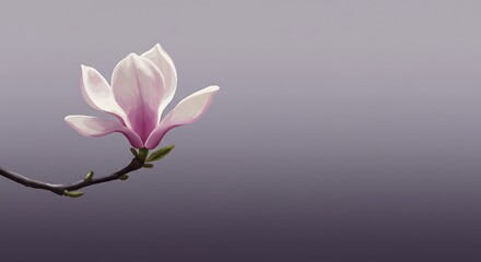 Aesthetic floral art: Capturing the serene beauty of a blossoming magnolia branch