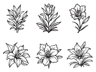 Pineapple Lily vector line art illustration