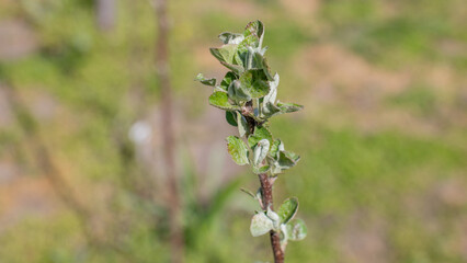 Vibrant new plant growth on twig with blurred green background, symbolizing spring renewal and Earth Day celebration